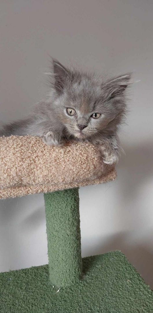 Britisch Langhaar mix Kitten