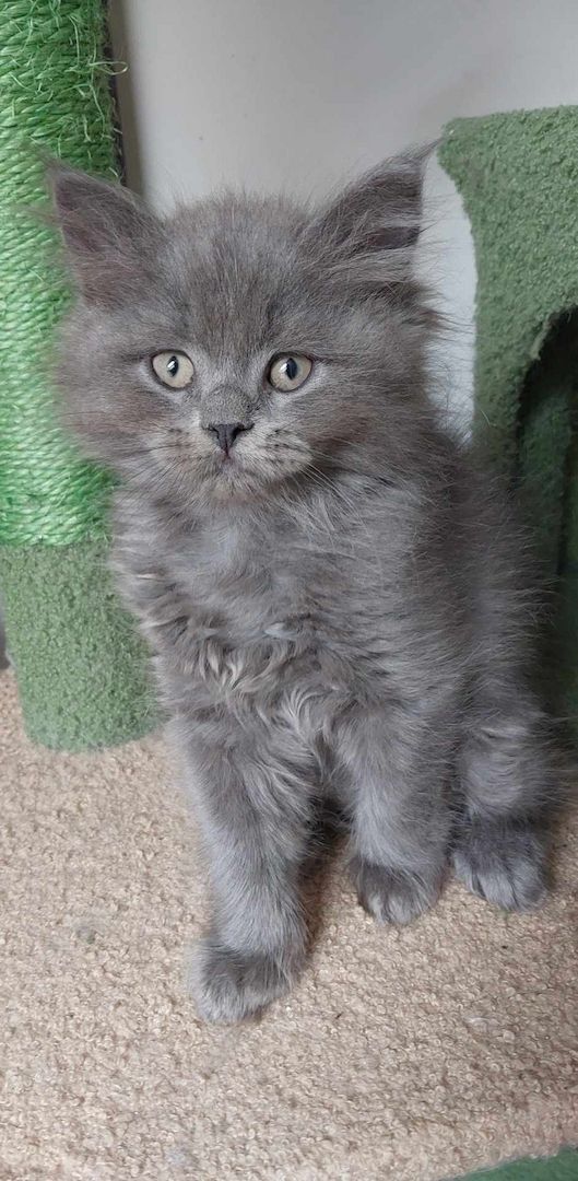 Britisch Langhaar mix Kitten