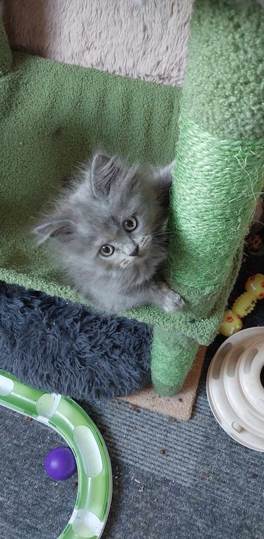 Britisch Langhaar mix Kitten