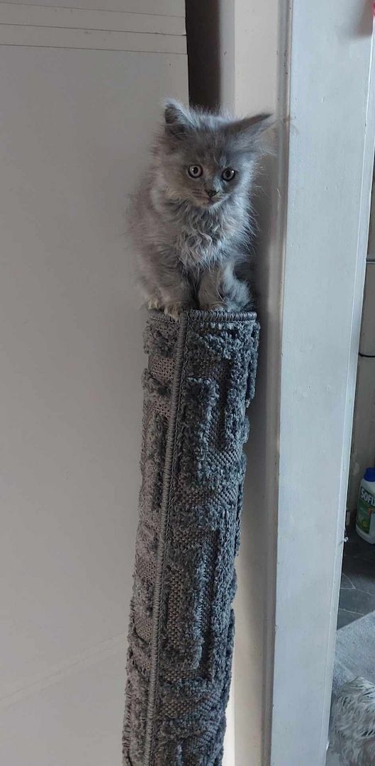 Britisch Langhaar mix Kitten