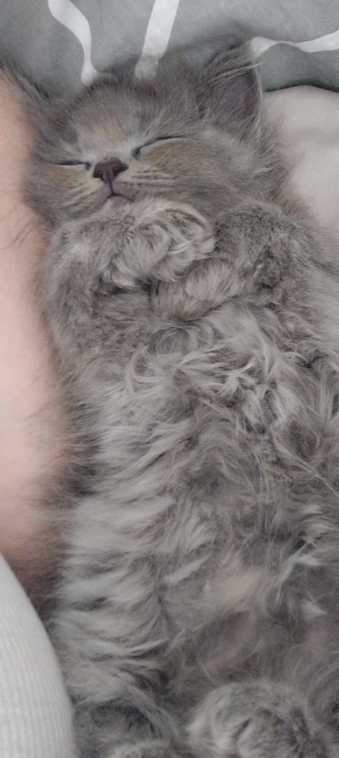 Britisch Langhaar mix Kitten