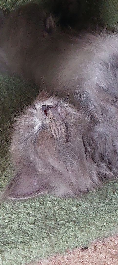 Britisch Langhaar mix Kitten