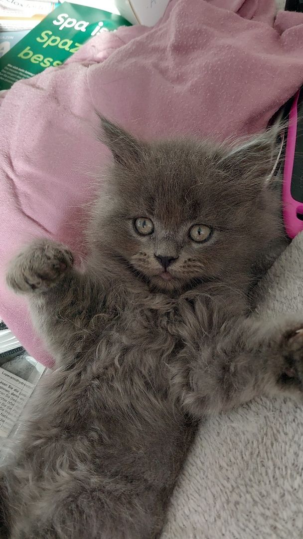 Britisch Langhaar mix Kitten