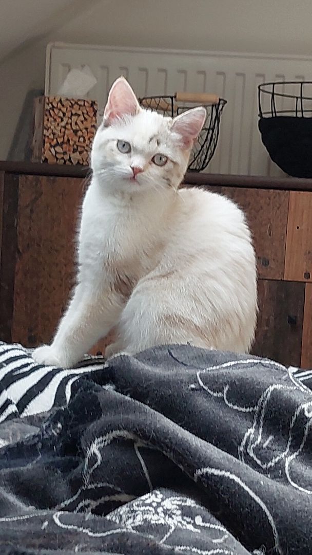 Britisch Birma mix Katze