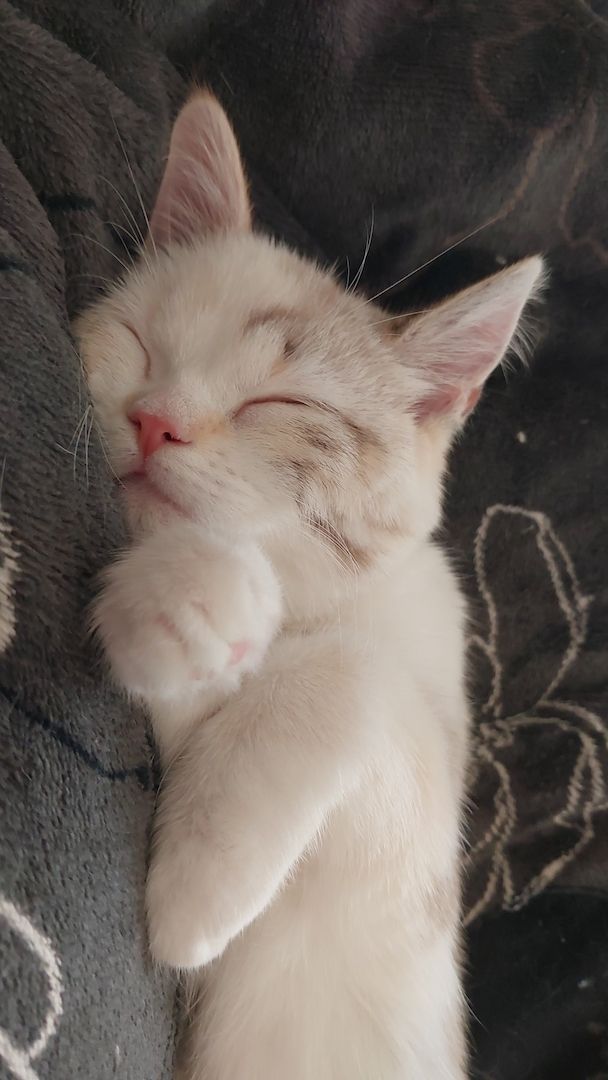 Britisch Birma mix Katze