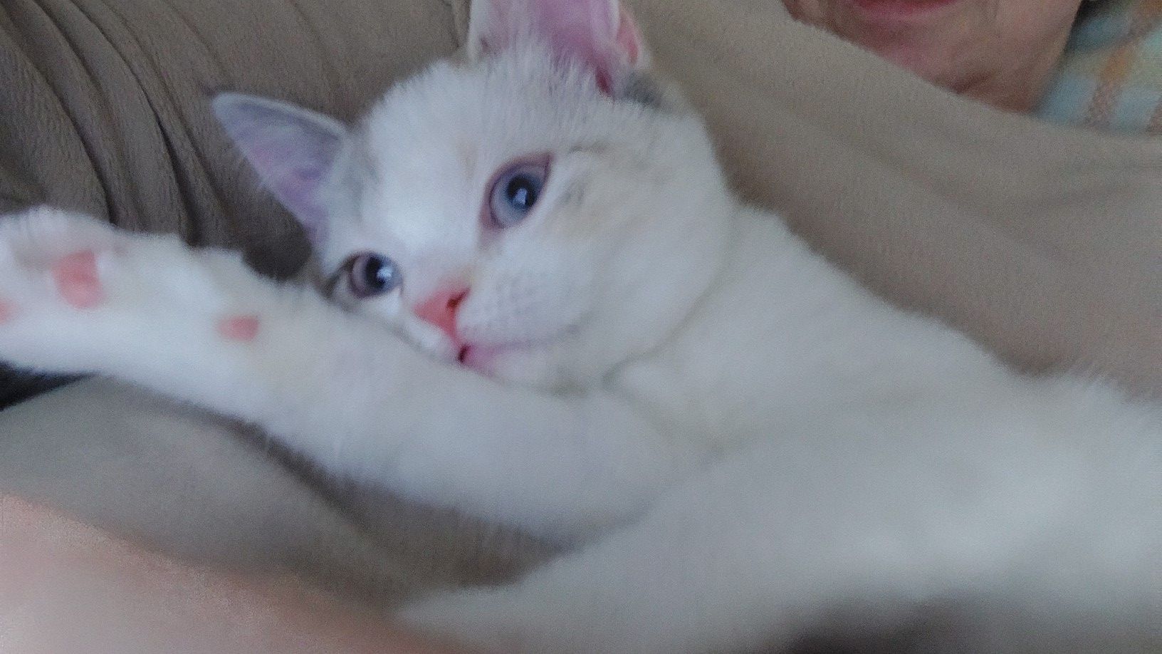 Britisch Birma mix Katze