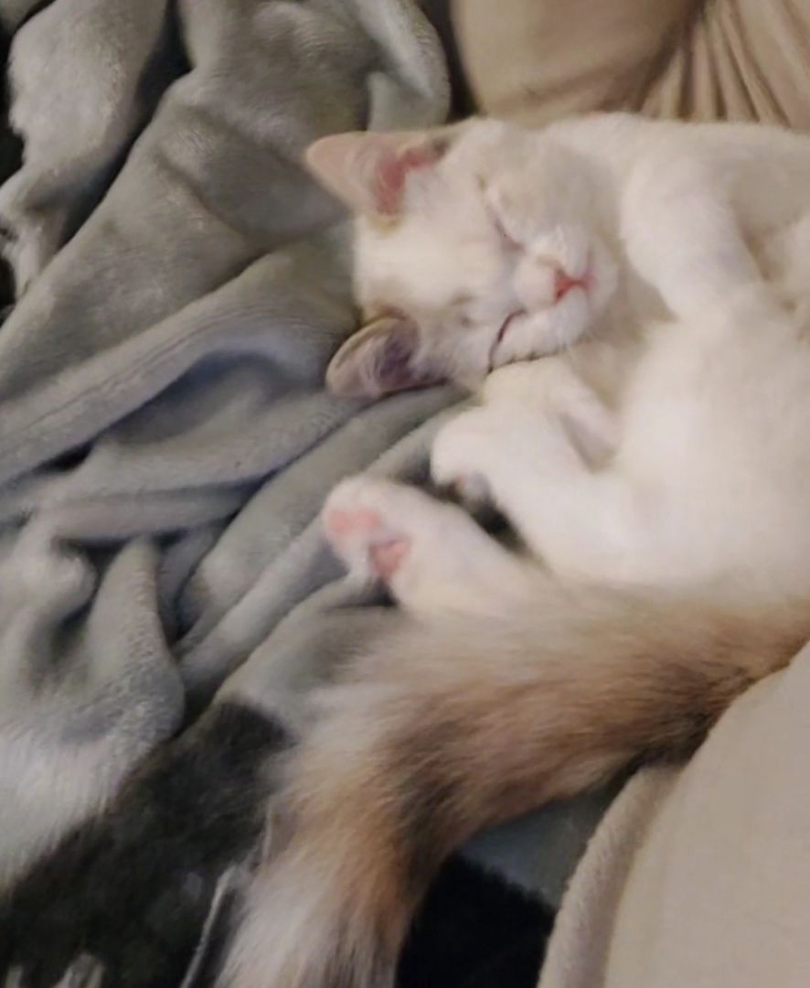 Britisch Birma mix Katze