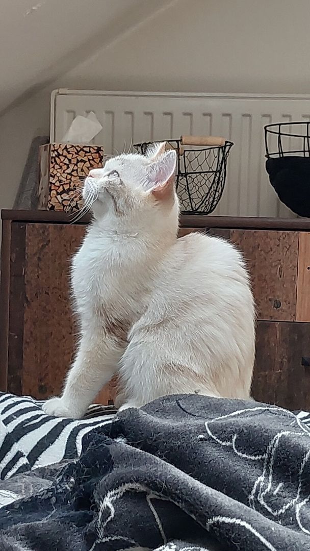 Britisch Birma mix Katze