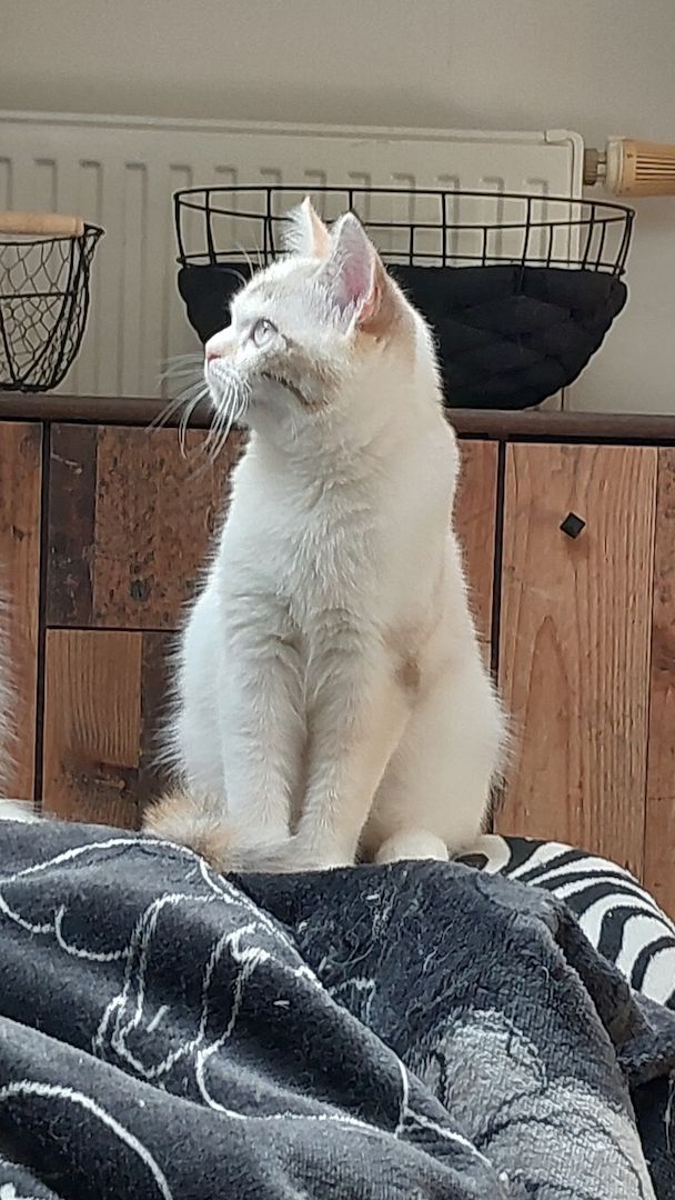 Britisch Birma mix Katze