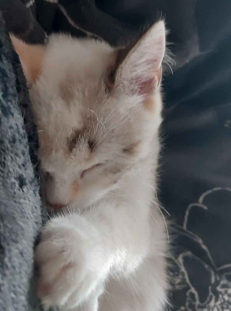 Britisch Birma mix Katze