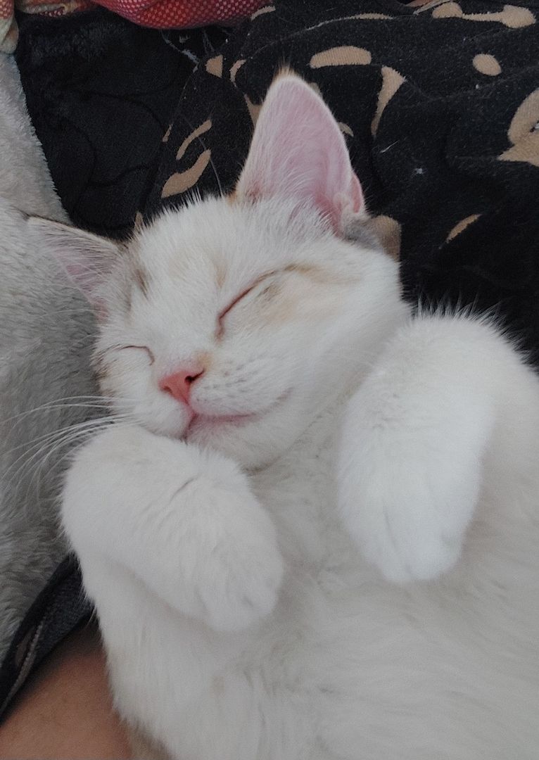 Britisch Birma mix Katze