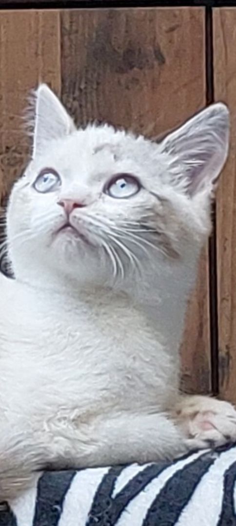 Britisch Birma mix Katze