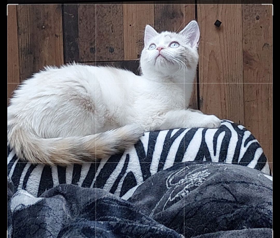 Britisch Birma mix Katze