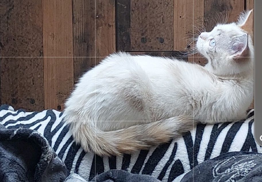 Britisch Birma mix Katze