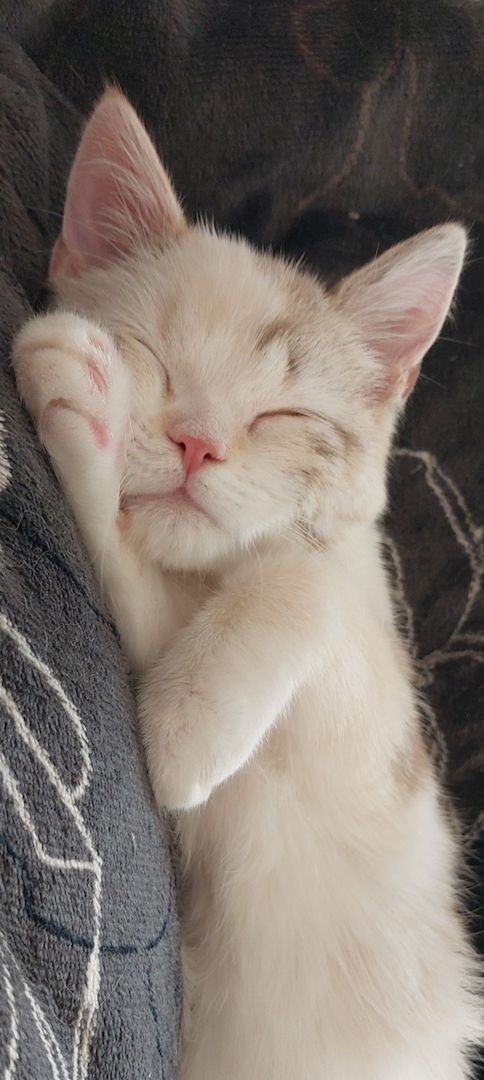 Britisch Birma mix Katze