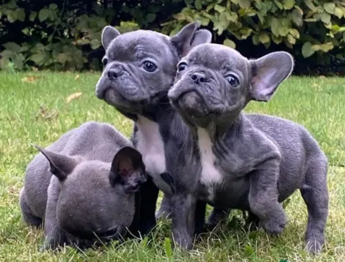 Atemberaubende französische Bulldoggenwelpen zu verkaufen