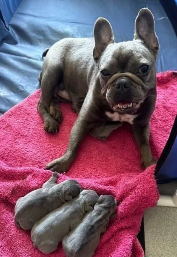 Atemberaubende französische Bulldoggenwelpen zu verkaufen Atemberaubende französische Bulldoggenwelpen zu verkaufen