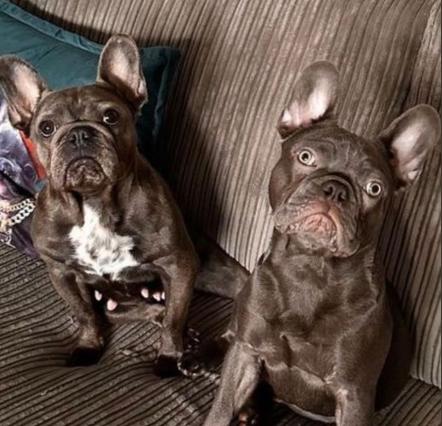 Atemberaubende französische Bulldoggenwelpen zu verkaufen Atemberaubende französische Bulldoggenwelpen zu verkaufen