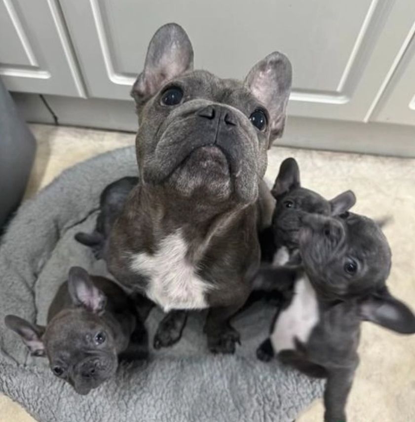 Atemberaubende französische Bulldoggenwelpen zu verkaufen Atemberaubende französische Bulldoggenwelpen zu verkaufen