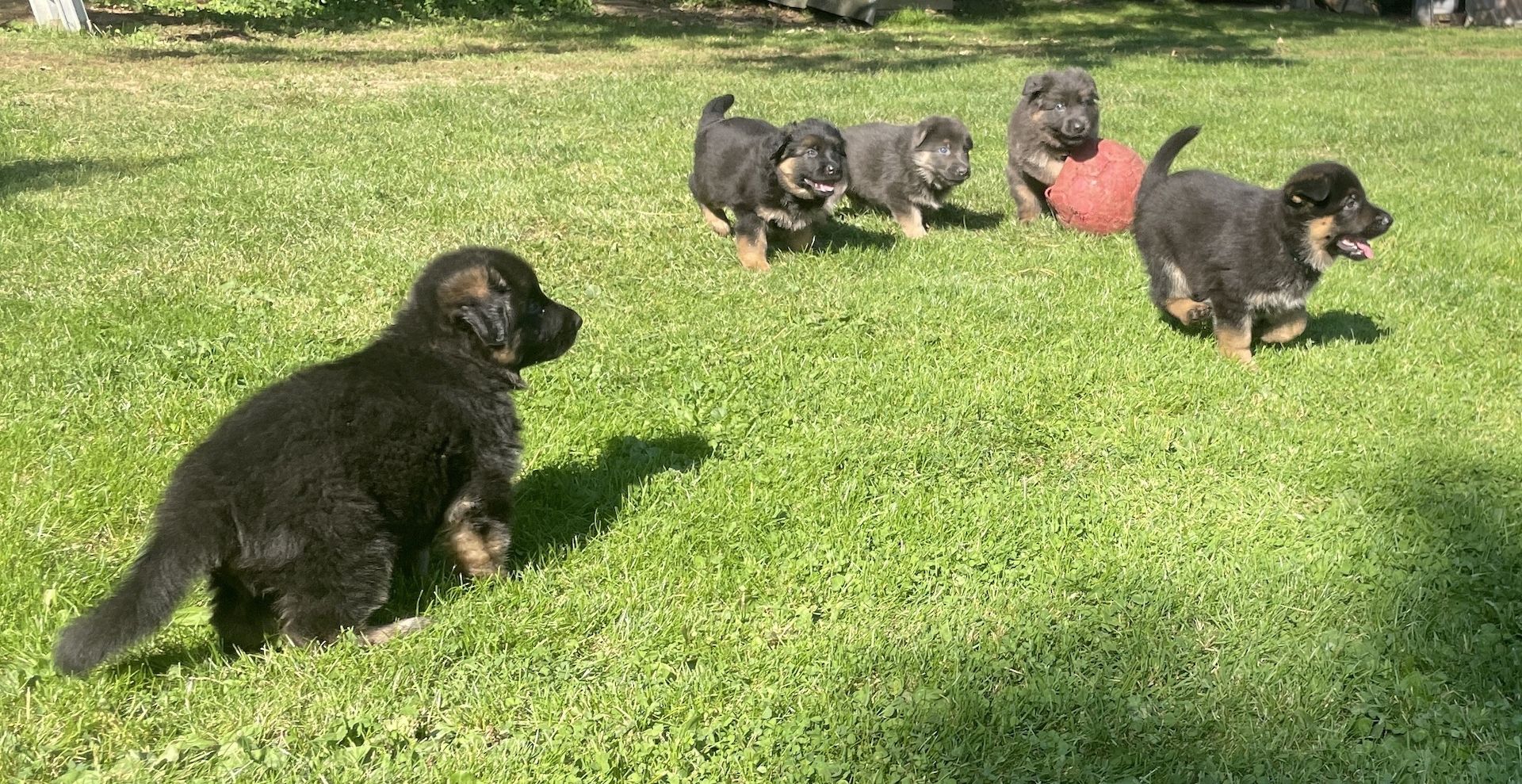 Deutsche Reinrassige Schäferhund Welpen mit geradem Rücken Deutsche Reinrassige Schäferhund Welpen mit geradem Rücken