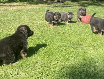 Deutsche Reinrassige Schäferhund Welpen mit geradem Rücken