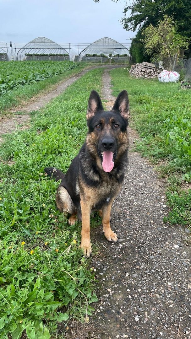 Deutsche Reinrassige Schäferhund Welpen mit geradem Rücken Deutsche Reinrassige Schäferhund Welpen mit geradem Rücken