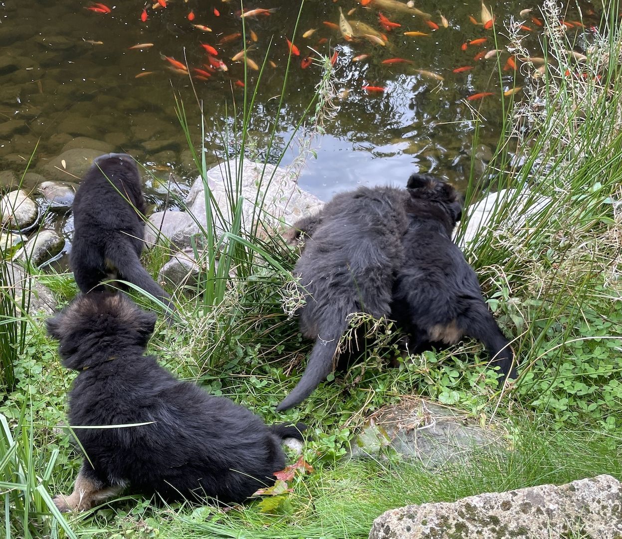 Deutsche Reinrassige Schäferhund Welpen mit geradem Rücken Deutsche Reinrassige Schäferhund Welpen mit geradem Rücken