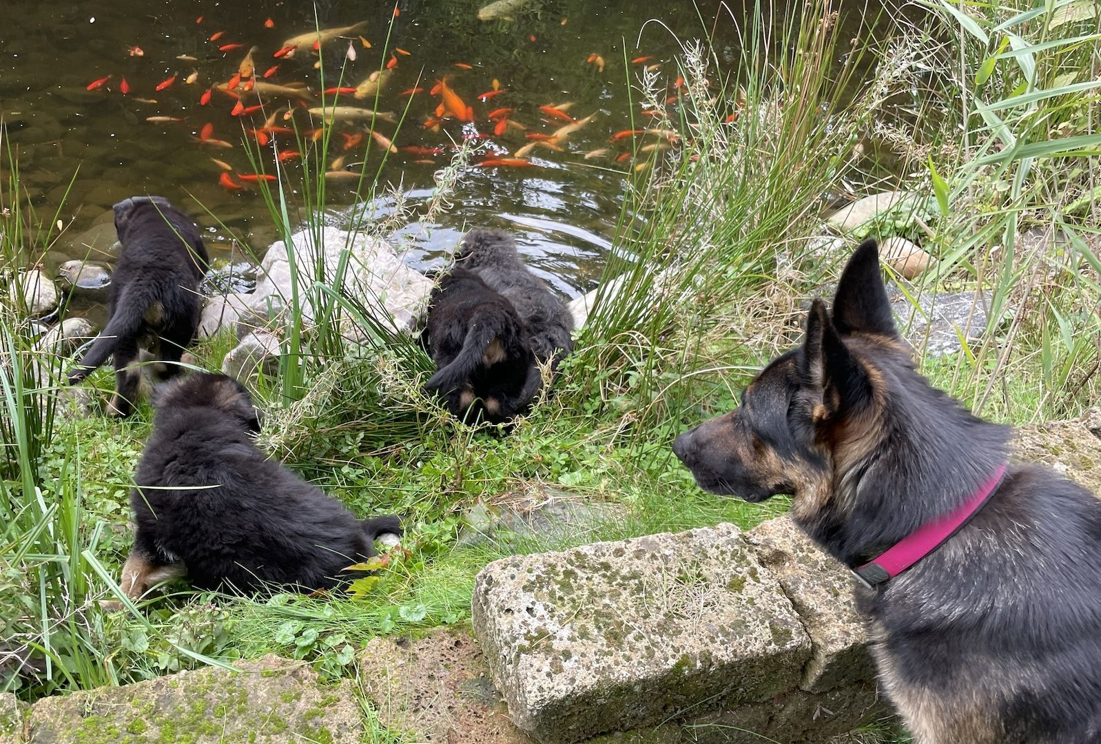 Deutsche Reinrassige Schäferhund Welpen mit geradem Rücken Deutsche Reinrassige Schäferhund Welpen mit geradem Rücken
