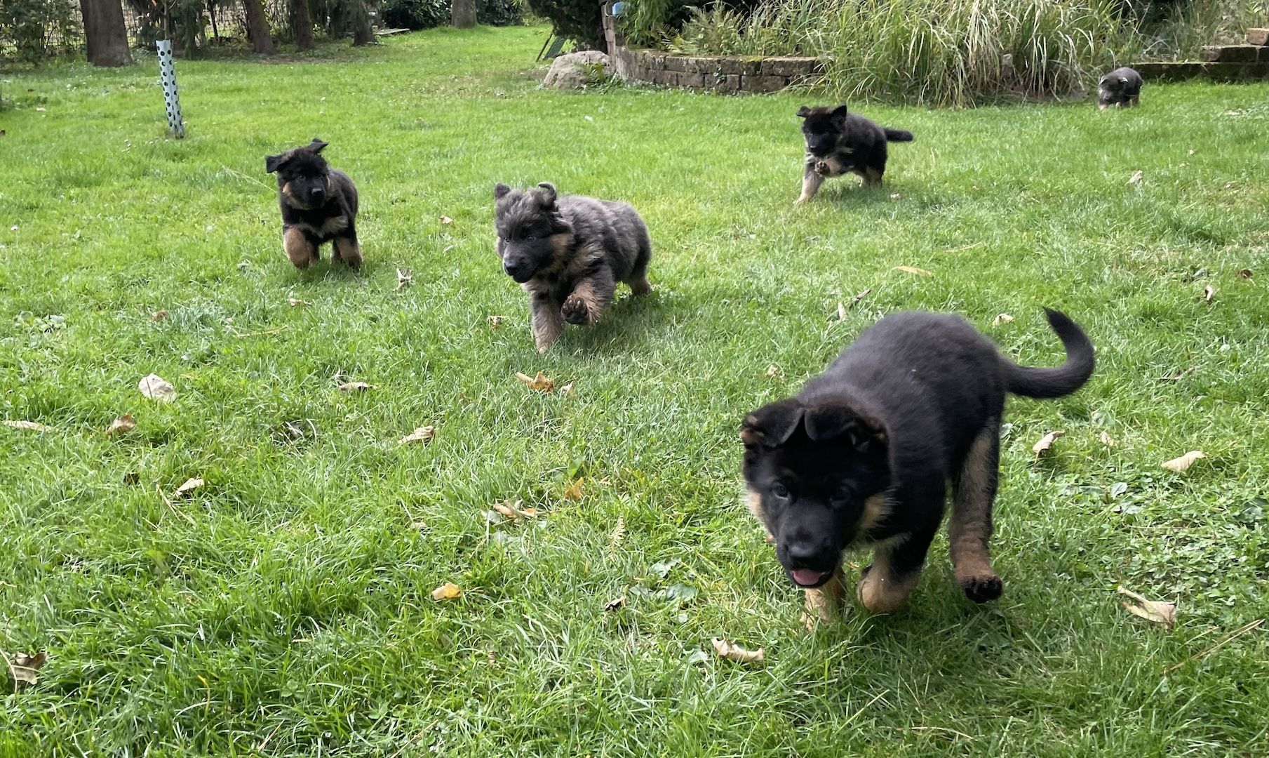 Deutsche Reinrassige Schäferhund Welpen mit geradem Rücken Deutsche Reinrassige Schäferhund Welpen mit geradem Rücken