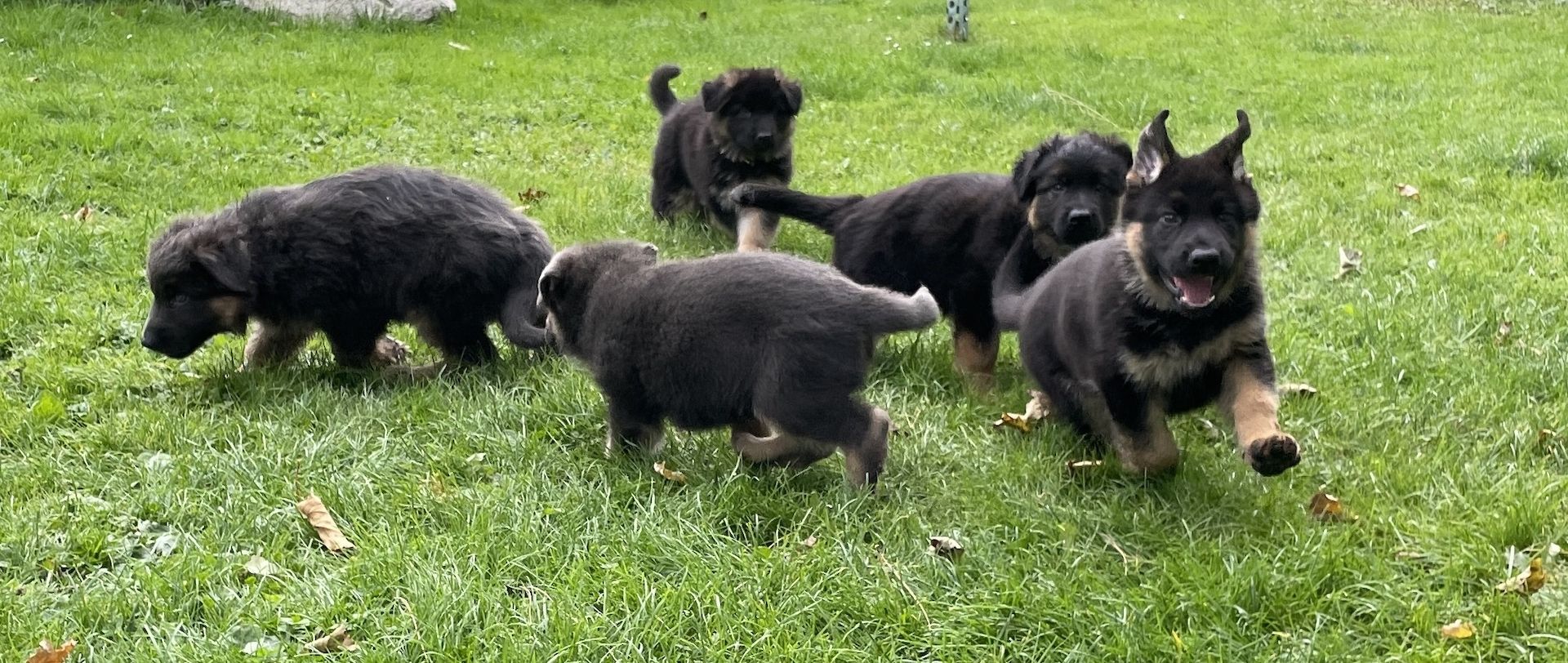 Deutsche Reinrassige Schäferhund Welpen mit geradem Rücken Deutsche Reinrassige Schäferhund Welpen mit geradem Rücken