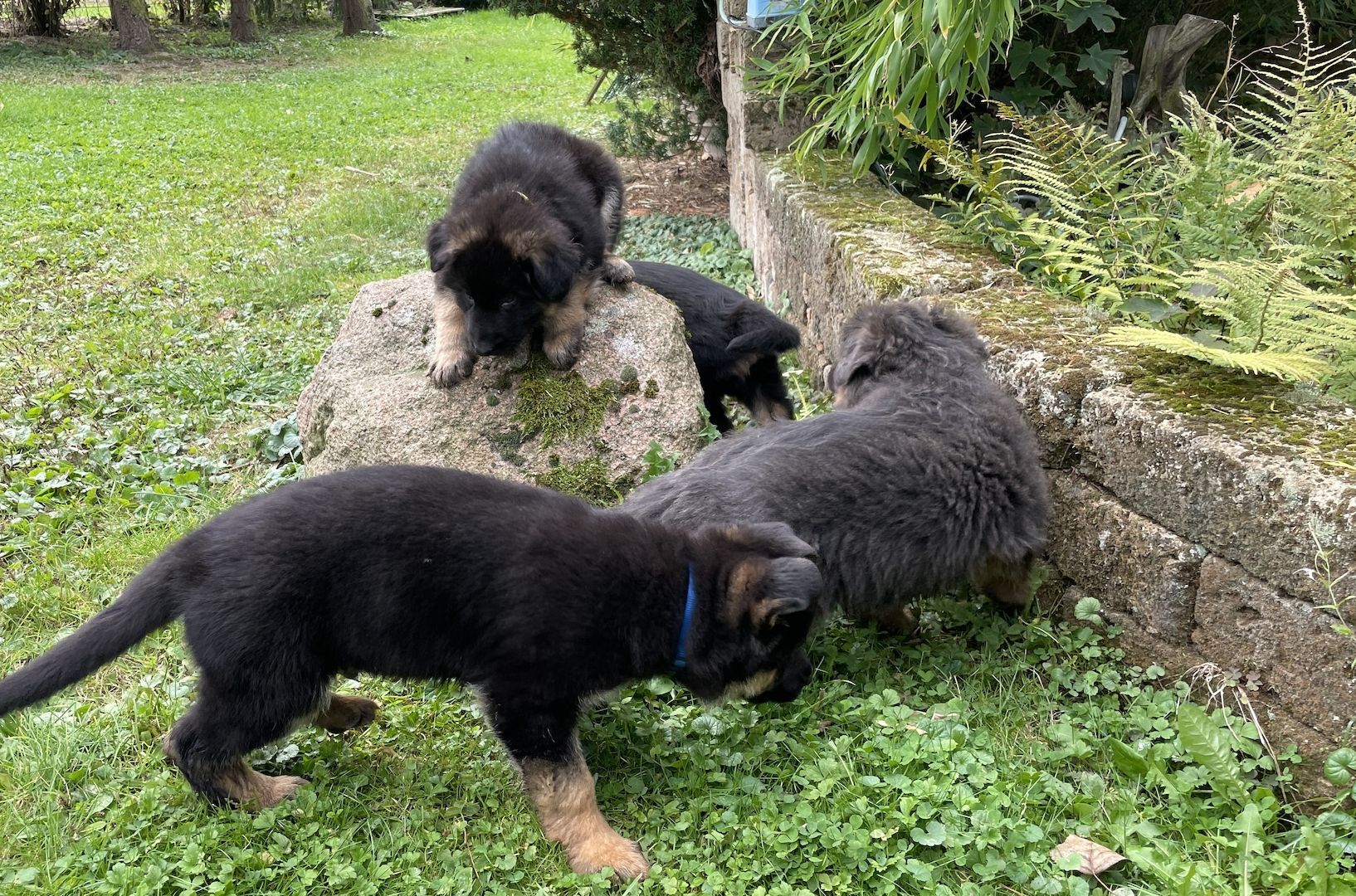 Deutsche Reinrassige Schäferhund Welpen mit geradem Rücken Deutsche Reinrassige Schäferhund Welpen mit geradem Rücken