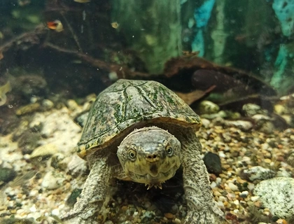 Wasserschildkröte (Moschusschildkröte) inkl. Aquarium & Zubehör