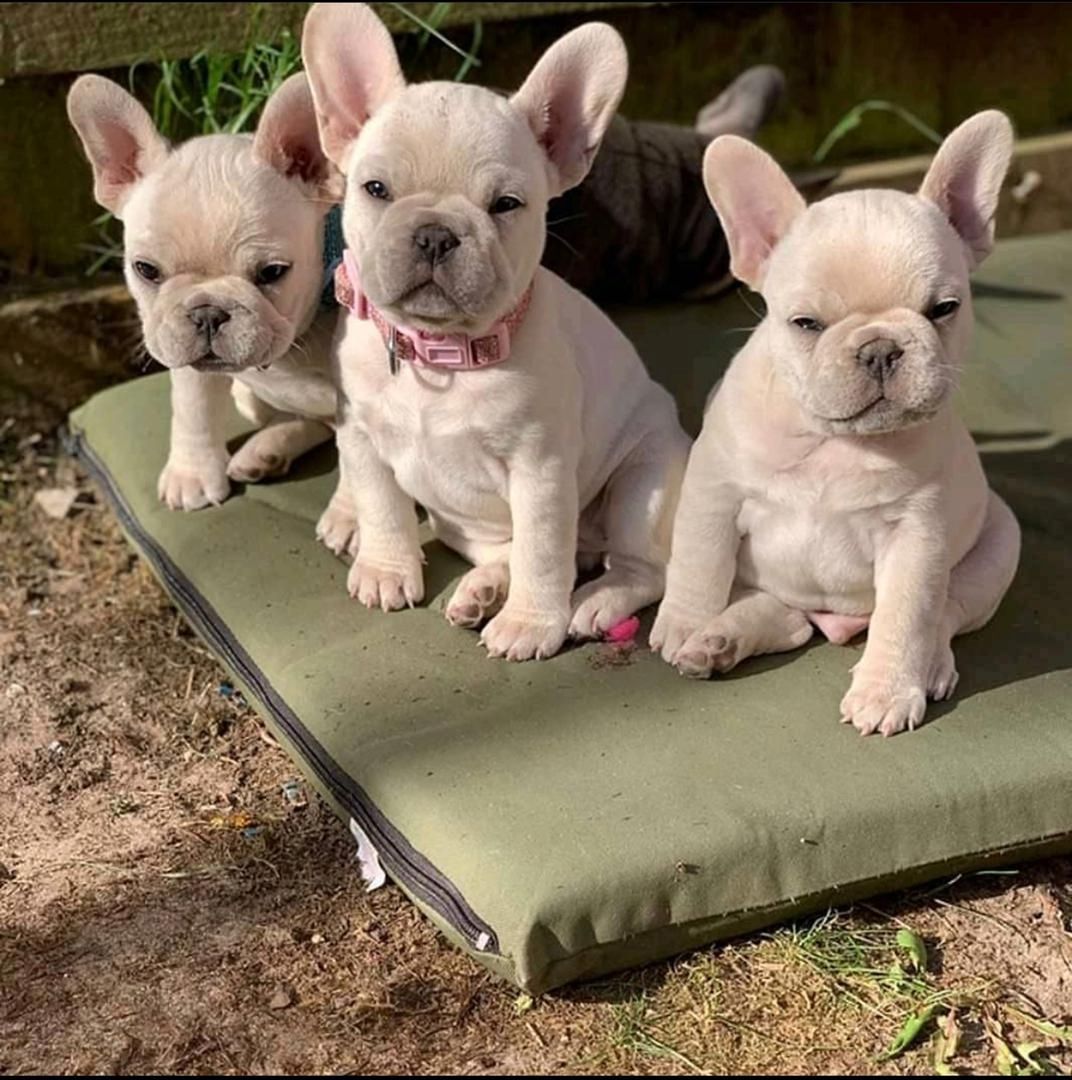 Wunderschöne Französische Bulldoggenwelpen zu verkaufen