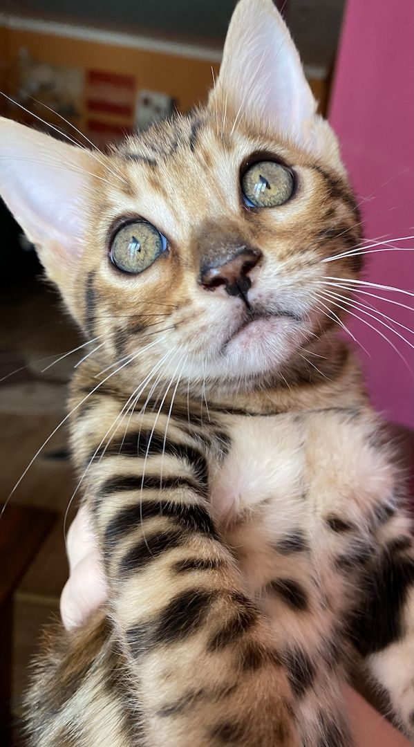 Bengal