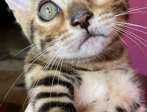 Bengal