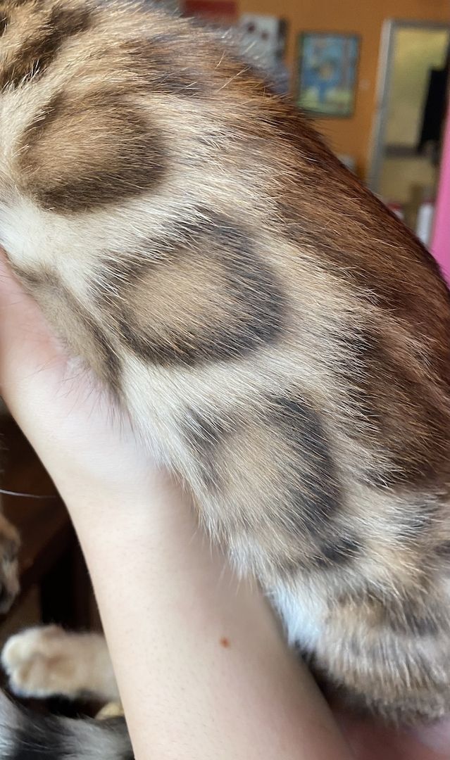 Bengal