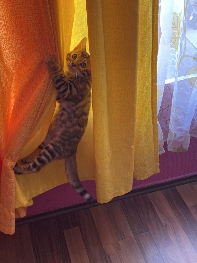 Bengal