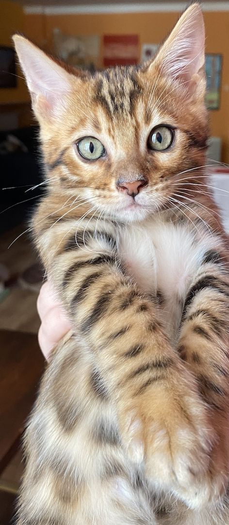 Bengal