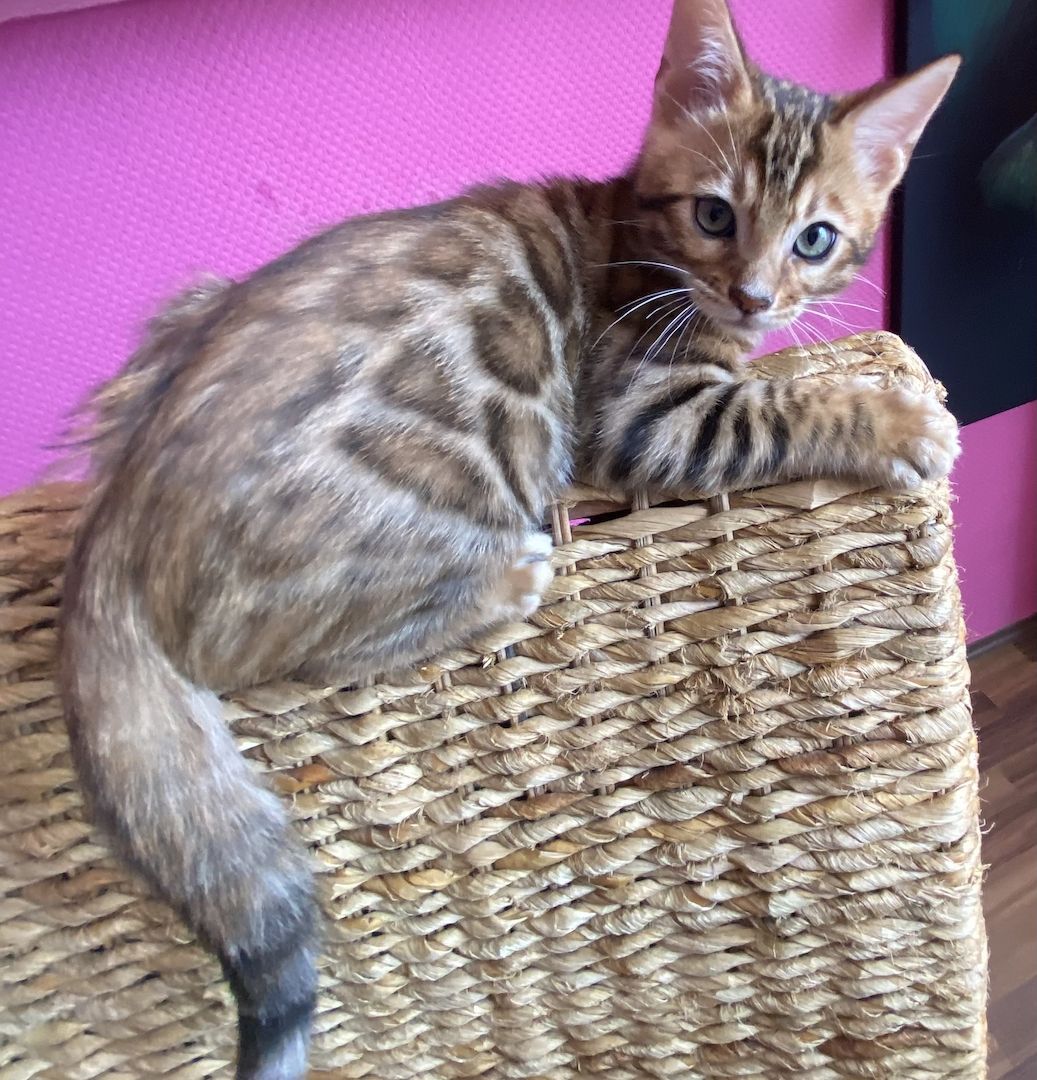 Bengal