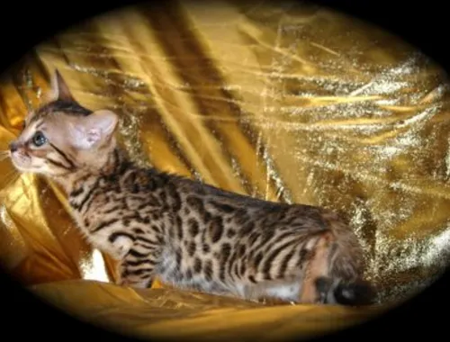 ErhältlichMiniLeoparden BengalKatzen mit Papieren whatsapp Nummer (+37069673271)