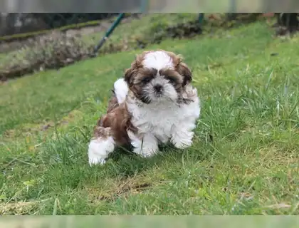 Erhältlich Shih Tzu Welpen mit Papieren whatsapp Nummer (+37069673271)