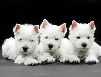 Erhältlich West Highland White Terrier Welpen whatsapp Nummer (+37069673271)