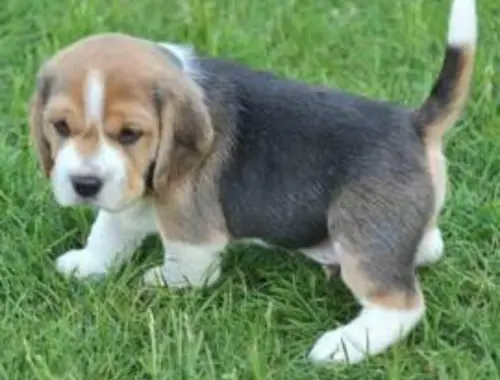 Erhältlich Beagle Welpen mit Papiere suchen ein zuhause whatsapp Nummer (+37069673271)