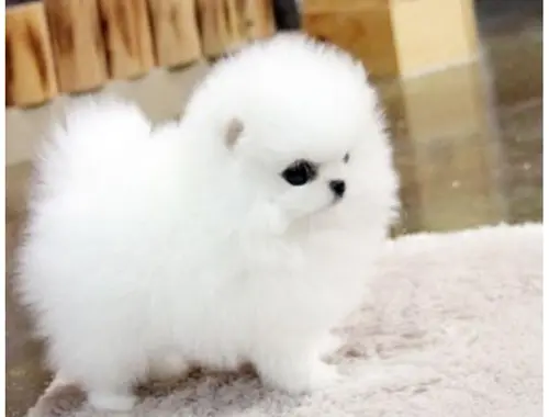 MINI ZWERGSPITZ POMERANIAN BOO WELPEN .whatsapp Nummer (+37069673271)