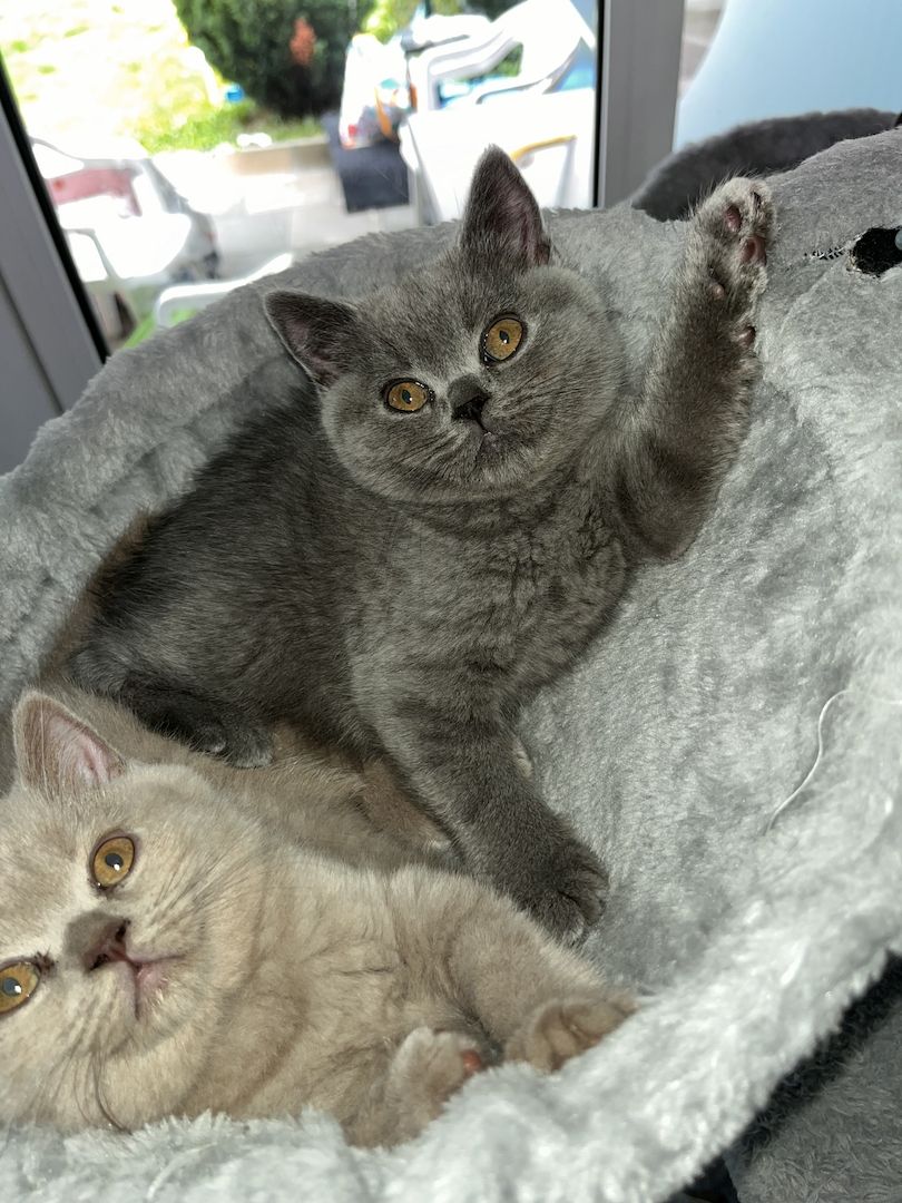 Zuckersüß BKH Kitten ab sofort Auszug bereit.