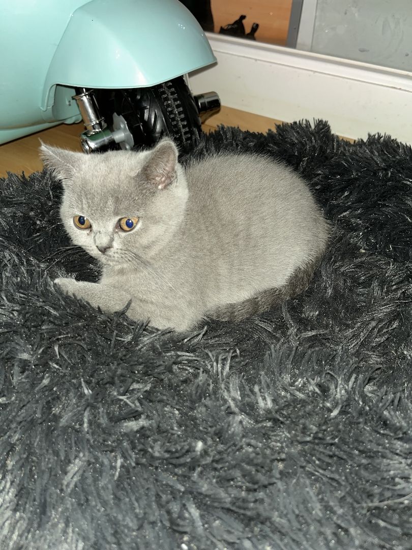 Zuckersüß BKH Kitten ab sofort Auszug bereit.