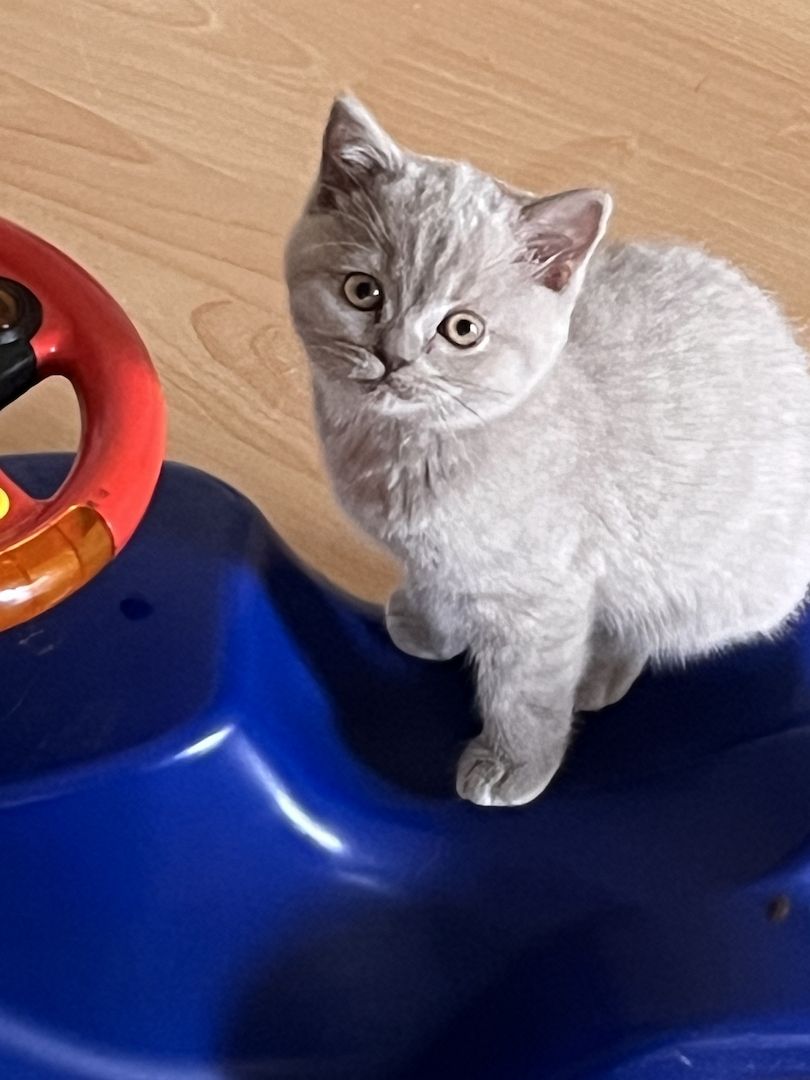 Zuckersüß BKH Kitten ab sofort Auszug bereit.