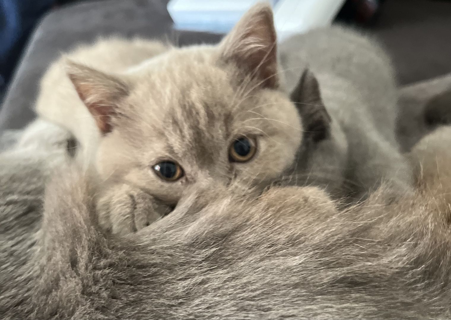 Zuckersüß BKH Kitten ab sofort Auszug bereit.