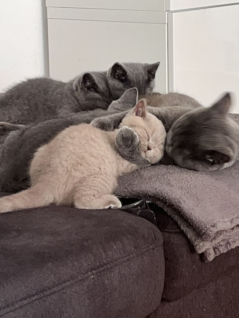 Zuckersüß BKH Kitten ab sofort Auszug bereit.