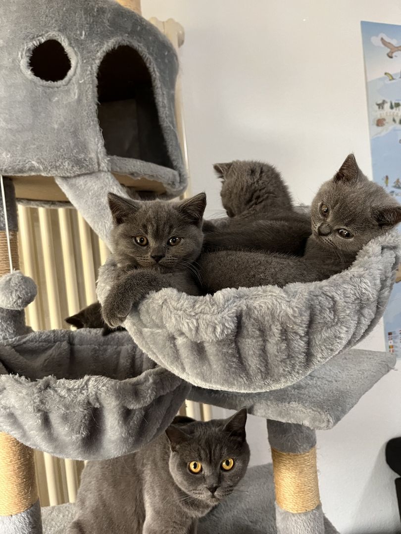 Zuckersüß BKH Kitten ab sofort Auszug bereit.